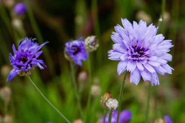 Centaurea cyanus bahçede. Leylak çiçekleri cornflower scabiosa (Centaurea scabiosa) bir orman çim üzerinde