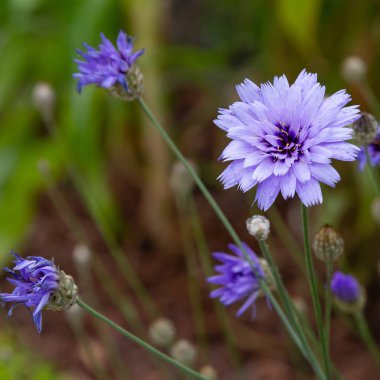 Centaurea cyanus bahçede. Leylak çiçekleri cornflower scabiosa (Centaurea scabiosa) bir orman çim üzerinde