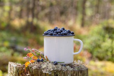 Ormanın arka planında taze yaban mersini olan kupa. Ormanda böğürtlen topluyorlar. Taze yaban mersini.