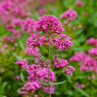 Centranthus ruber purpure çiçekler. Centranthus ruber, kırmızı kediotu, mahmuzlu kediotu, öpücük-me-hızlı, tilki fırçası, şeytan ın sakalı ve Jüpiter'in sakalı olarak da adlandırılan popüler bir bahçe bitkisidir.