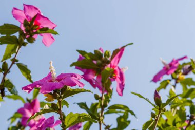 Mor ebegümeci pembe çiçek (Hibiscus gül sinensis) yeşil yaprakları doğal arka plan üzerinde. Karkade tropikal bahçe