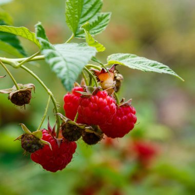 doğal arka planda ahududu Bush üzerinde ahududu. Bahçede büyüyen ahududu