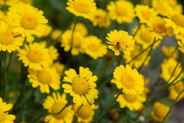 Cota tinctoria veya Anthemis tinctoria, altın marguerite, sarı papatya veya öküz gözü papatya, ayçiçeği ailesinde bitkidir. Diğer yaygın isimler 