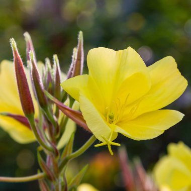 Akşam, gece mumu (lat. Oenothera) Selvi ailesinin bitkilerin bir cinstir (Onagraceae)
