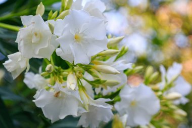 oleander Oleander çiçekleri büyük bir tropikal bitkidir. Güzel çiçek tropikal arka plan