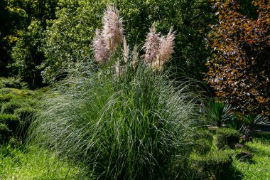 Cortaderia selloana or Pampas grass in the garden clipart