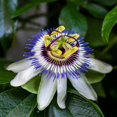 Mavi çiçek veya Passiflora (Passiflora caerulea) içinde tropikal bahçe bırakır. Güzel tutku meyve çiçek ya da Passiflora (Passifloraceae). Passiflora 550 türler bir cinsidir. Evergreen tropik sarmaşık