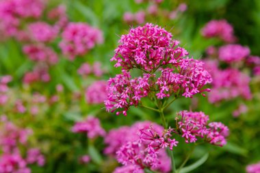 Centranthus ruber purpure çiçekler. Centranthus ruber, kırmızı kediotu, mahmuzlu kediotu, öpücük-me-hızlı, tilki fırçası, şeytan ın sakalı ve Jüpiter'in sakalı olarak da adlandırılan popüler bir bahçe bitkisidir.