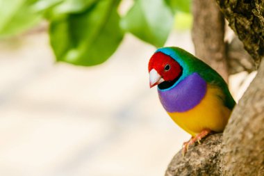 Gouldian ispinoz (Erythrura gouldiae), Ayrıca Lady Gouldian ispinoz olarak bilinen, Avustralya'ya endemik. Evde süs kuşlarının yetiştirimi