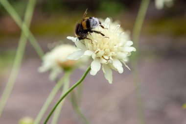 Doğal arka planda Scabiosa ochroleuca çiçeği