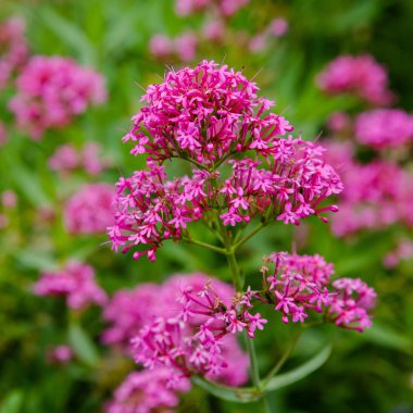Centranthus ruber purpure çiçekler. Centranthus ruber, kırmızı kediotu, mahmuzlu kediotu, öpücük-me-hızlı, tilki fırçası, şeytan ın sakalı ve Jüpiter'in sakalı olarak da adlandırılan popüler bir bahçe bitkisidir.
