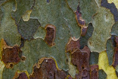 Gri, yeşil, bej lekeler platan ağacının kabuğu (Platan acerifolia). Kabuk ağacı doku arka plan (Platanus occidentalis veya Amerikan çınar ağacı )