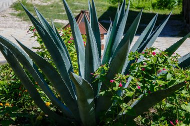 Peyzaj tasarımında Agave. Bahçede Agave