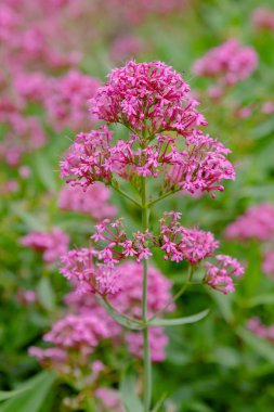 Centranthus ruber purpure çiçekler. Centranthus ruber, kırmızı kediotu, mahmuzlu kediotu, öpücük-me-hızlı, tilki fırçası, şeytan ın sakalı ve Jüpiter'in sakalı olarak da adlandırılan popüler bir bahçe bitkisidir.
