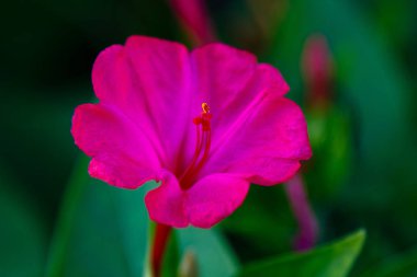 Mirabilis jalapa veya yaz bahçesinde Dört o Saat güzel mor ve sarı çiçekler. Renkli çiçek arka plan