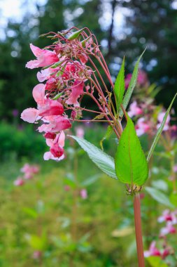 Doğal arka planda Impatiens glandulifera çiçek Çiçekler