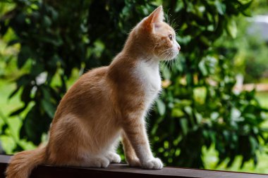 Sevimli kırmızı tüylü yavru kedi
