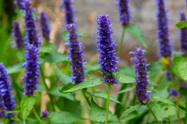 Veronica longifolia'nın bahçedeki mavi çiçeği. Bahçede şifalı bitkiler