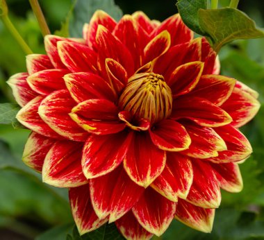 Sonbahar bahçesinde güzel dahlias.