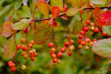 Sonbahar bahçesinde böğürtlen portakal ve kırmızı meyveler. Berberis koreana, Kore böğürtlen, yaprak döken çalı olduğunu