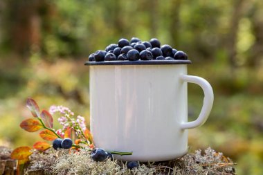 Ormanın arka planında taze yaban mersini olan kupa. Ormanda böğürtlen topluyorlar. Taze yaban mersini.