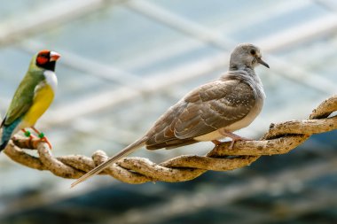 Bir serada jeopelia cuneata