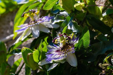 Mavi çiçek veya Passiflora (Passiflora caerulea) içinde tropikal bahçe bırakır. Güzel tutku meyve çiçek ya da Passiflora (Passifloraceae). Passiflora 550 türler bir cinsidir. Evergreen tropik sarmaşık