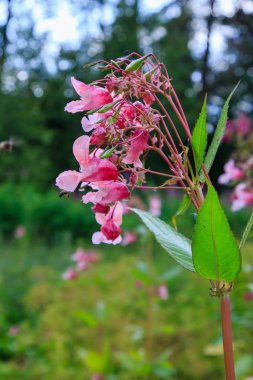 Doğal arka planda Impatiens glandulifera çiçek Çiçekler