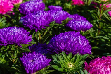 aster çiçekleri (aster, Michaelmas papatya) yeşil arka planda. Renkli çok renkli aster çiçekleri yıllık bitkiler. Sonbahar bahçesinde aster çiçek bahçe yatak yakın