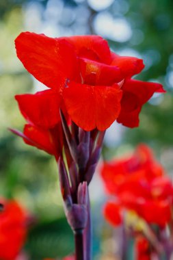 Zambak çiçekleri. Lily (lat. Llium), lily familyasından bir bitki cinsidir. Soğanlı çok yıllık otlar