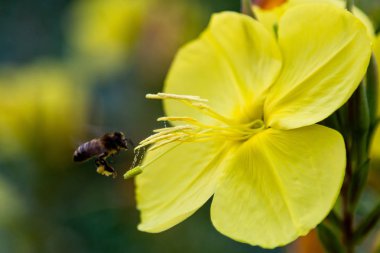 Akşam, gece mumu (lat. Oenothera) Selvi ailesinin bitkilerin bir cinstir (Onagraceae)