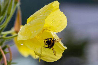 Akşam, gece mumu (lat. Oenothera) Selvi ailesinin bitkilerin bir cinstir (Onagraceae)