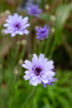 Centaurea cyanus bahçede. Leylak çiçekleri cornflower scabiosa (Centaurea scabiosa) bir orman çim üzerinde