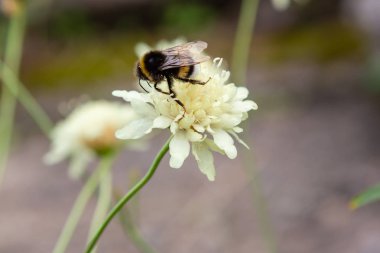 Doğal arka planda Scabiosa ochroleuca çiçeği