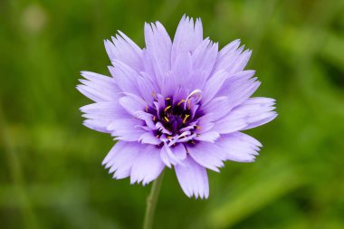 Centaurea cyanus bahçede. Leylak çiçekleri cornflower scabiosa (Centaurea scabiosa) bir orman çim üzerinde