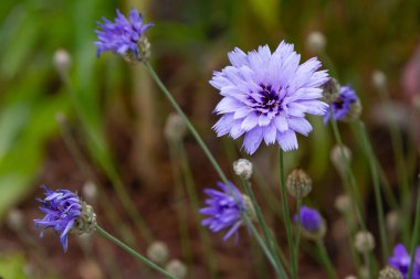 Centaurea cyanus bahçede. Leylak çiçekleri cornflower scabiosa (Centaurea scabiosa) bir orman çim üzerinde