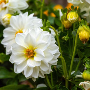Sonbahar bahçesinde güzel dahlias.