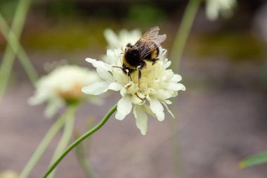 Doğal arka planda Scabiosa ochroleuca çiçeği