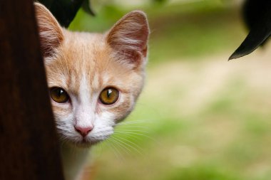 Sevimli kırmızı tüylü yavru kedi