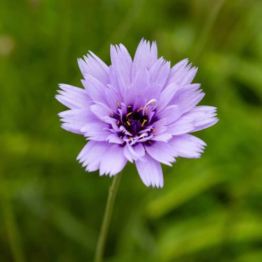 Centaurea cyanus bahçede. Leylak çiçekleri cornflower scabiosa (Centaurea scabiosa) bir orman çim üzerinde
