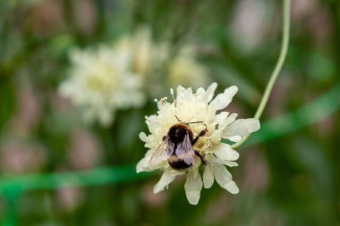 Doğal arka planda Scabiosa ochroleuca çiçeği