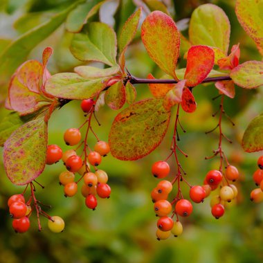 Sonbahar bahçesinde böğürtlen portakal ve kırmızı meyveler. Berberis koreana, Kore böğürtlen, yaprak döken çalı olduğunu