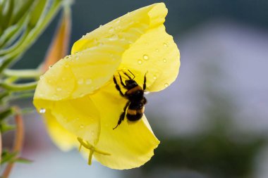Akşam, gece mumu (lat. Oenothera) Selvi ailesinin bitkilerin bir cinstir (Onagraceae)
