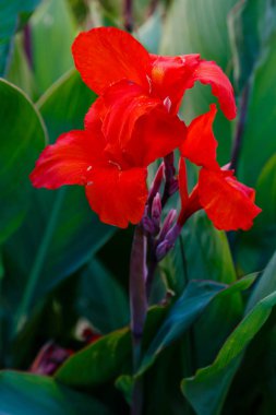 Zambak çiçekleri. Lily (lat. Llium), lily familyasından bir bitki cinsidir. Soğanlı çok yıllık otlar