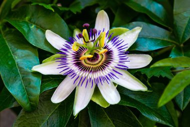 Mavi çiçek veya Passiflora (Passiflora caerulea) içinde tropikal bahçe bırakır. Güzel tutku meyve çiçek ya da Passiflora (Passifloraceae). Passiflora 550 türler bir cinsidir. Evergreen tropik sarmaşık