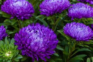 aster çiçekleri (aster, Michaelmas papatya) yeşil arka planda. Renkli çok renkli aster çiçekleri yıllık bitkiler. Sonbahar bahçesinde aster çiçek bahçe yatak yakın