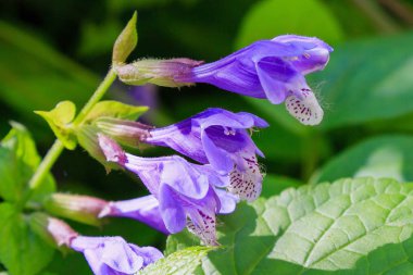 Doğal arka planda Dracocephalum nutans. Tıbbi ve nektar bitkisi