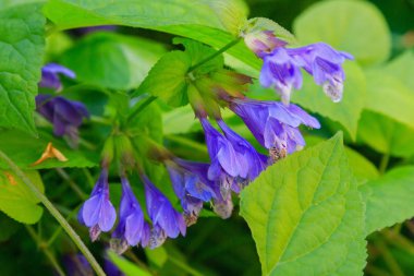 Doğal arka planda Dracocephalum nutans. Tıbbi ve nektar bitkisi