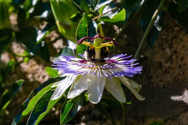 Mavi çiçek veya Passiflora (Passiflora caerulea) içinde tropikal bahçe bırakır. Güzel tutku meyve çiçek ya da Passiflora (Passifloraceae). Passiflora 550 türler bir cinsidir. Evergreen tropik sarmaşık