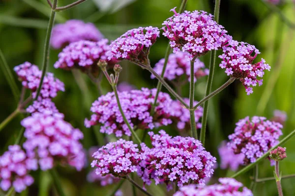 Verbena Bonariensis Blommor Argentinska Vervain Eller Purpletop Vervain Clustertop Vervain — Stockfoto